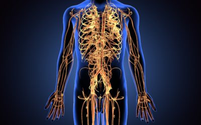 What Are the Most Important Nerves in The Body?